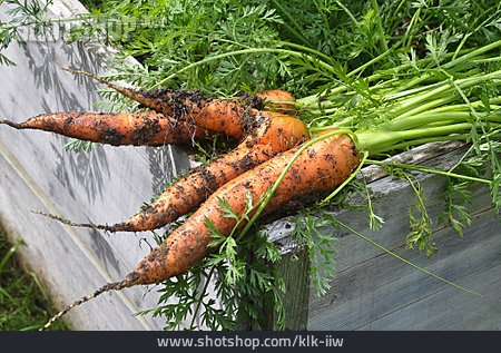 
                Karotten, Erntefrisch                   