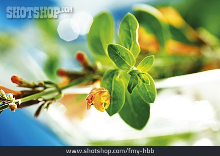 
                Gewürzpflanze, Ysop, Lemonysop                   