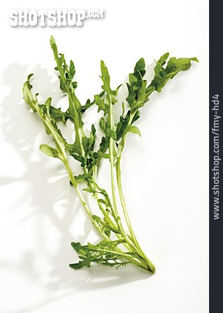 
                Ruccola, Salatpflanze                   