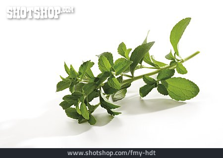 
                Stevia, Aztekisches Süßkraut, Süßkraut                   