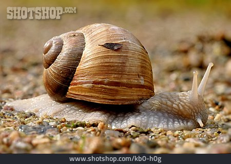 
                Weinbergschnecke                   