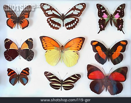 
                Schmetterlinge, Entomology                   