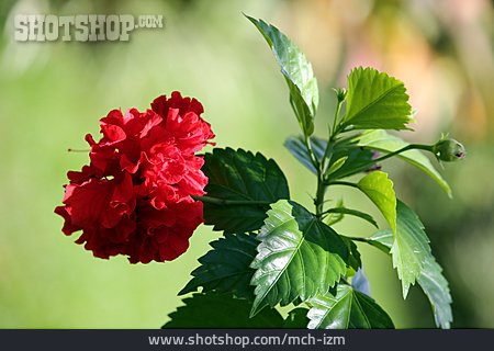 
                Hibiskus, Chinesischer Roseneibisch, Chinesische Rose                   