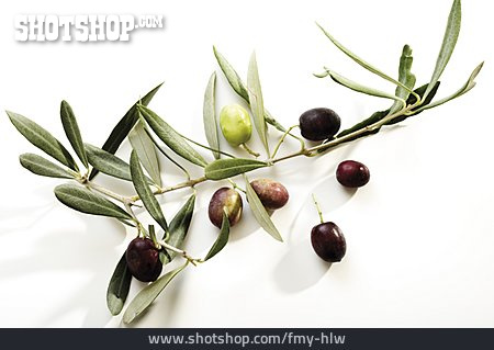 
                Olivenzweig, Olive, ölpflanze                   