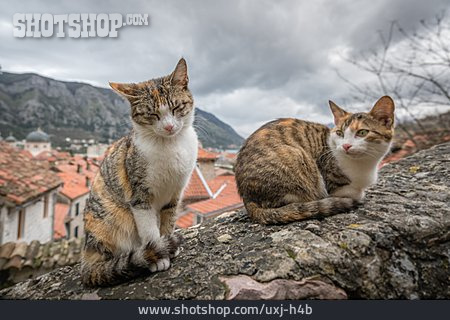
                Katze, Streuner, Montenegro                   