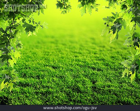 
                Grün, Rasen                   