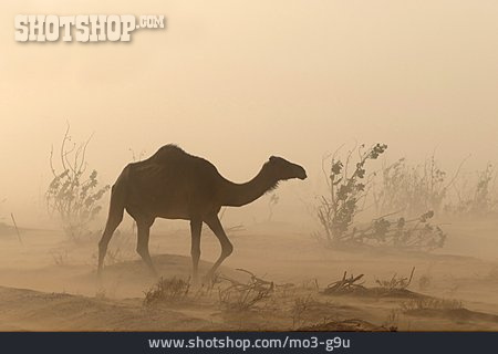 
                Dromedar, Sandsturm                   