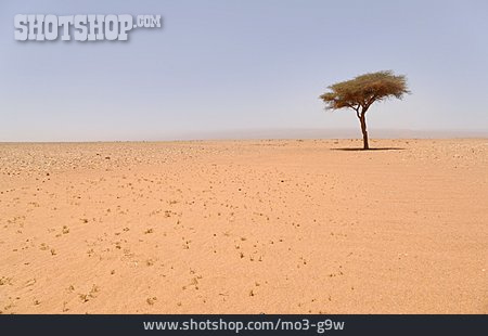 
                Baum, Wüste                   