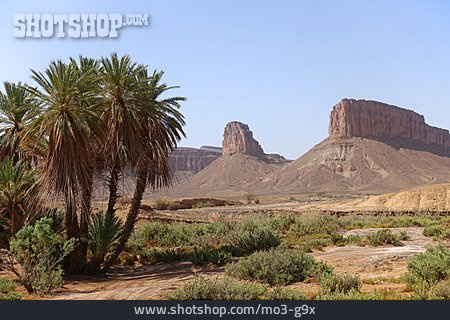 
                Oase, Wadi Draa                   