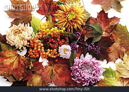 
                Herbstfarben, Chrysantheme                   