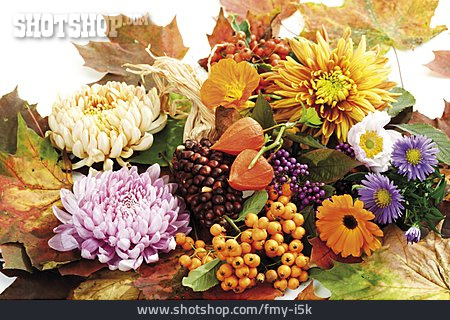 
                Herbstlaub, Herbstfarben, Herbstblume                   