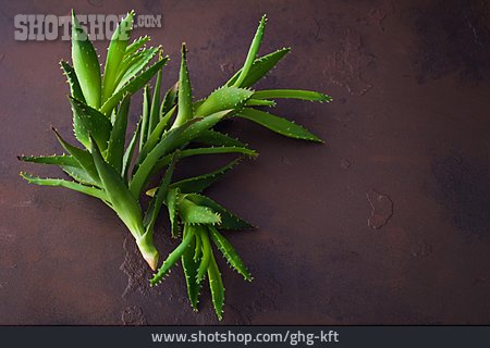 
                Aloe Vera                   