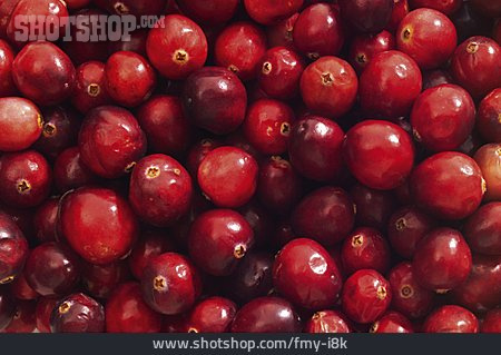 
                Cranberry, Vaccinium Macrocarpon                   