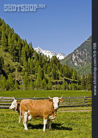 
                Kühe, Zillertaler Alpen                   