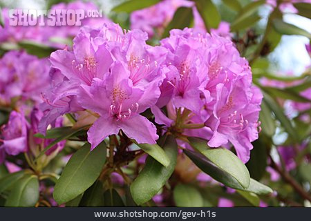 
                Rhododendron, Blüten                   