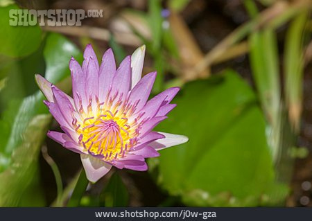 
                Blauer Lotus, Nymphaea Caerulea                   