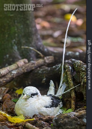 
                Brüten, Weißschwanz-tropikvogel                   
