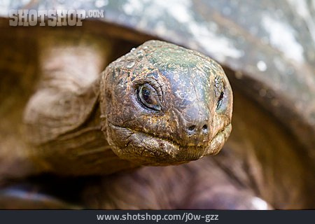 
                Aldabra-riesenschildkröte, Aldabrachelys Gigantea                   