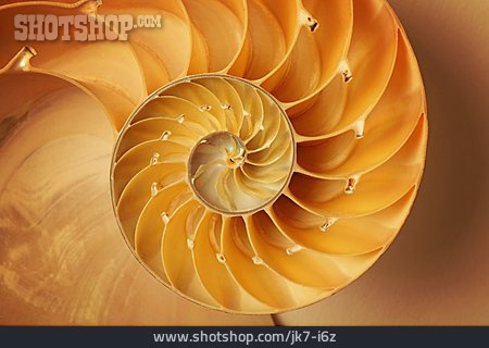 
                Spiralförmig, Perlboot, Schneckenform                   