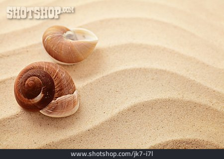 
                Sand, Muschelschale, Rippelmarke                   