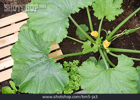 
                Zucchinipflanze                   