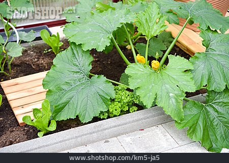 
                Gewächshaus, Zucchinipflanze                   