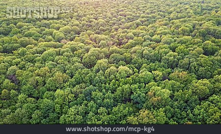 
                Wald, Forstwirtschaft, Bäume                   