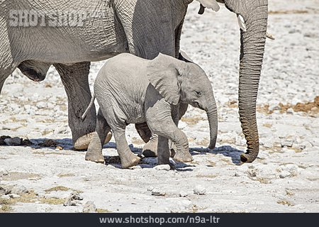 
                Elefantenbaby                   