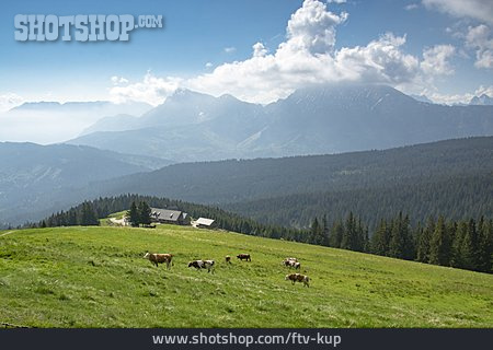 
                Berchtesgadener Land, Almweide                   