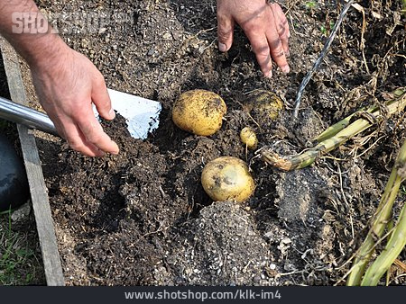 
                Kartoffel, Ausgraben                   