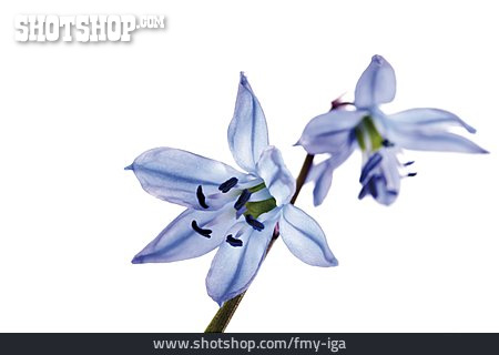 
                Blüte, Blausterne                   