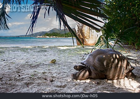 
                Riesenschildkröte, Aldabra-riesenschildkröte                   