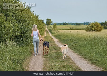 
                Frau, Spaziergang, Hunde, Gassi Gehen                   