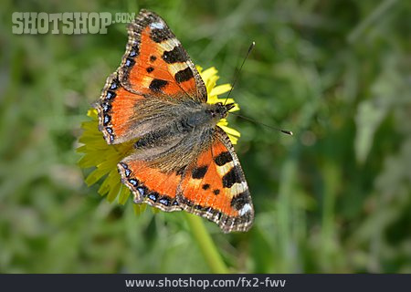 
                Schmetterlinge, Kleiner Fuchs, Aglais Urticae                   