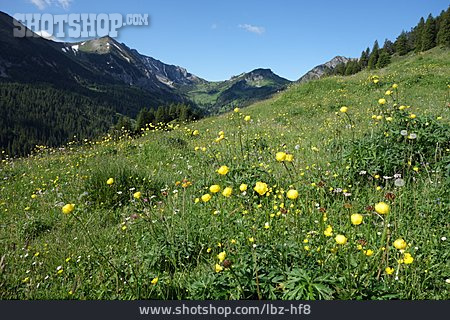 
                Bergwiese, Alpe Gamp, Mattlerjoch                   