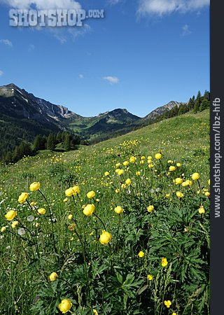 
                Bergwiese, Trollblume, Alpe Gamp                   