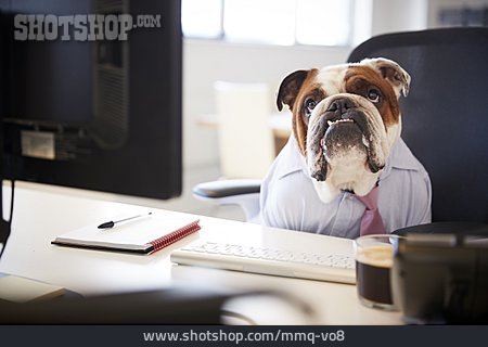 
                Bewerbungsgespräch, Bulldogge, Boss                   