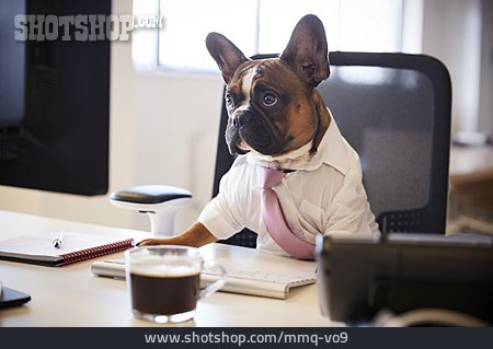 
                Arbeitsplatz, Boss, Französische Bulldogge                   