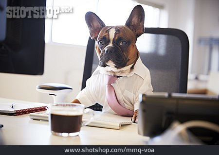 
                Arbeitsplatz, Bulldogge, Boss                   