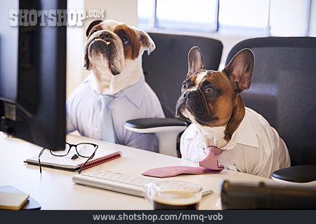 
                Schreibtisch, Bulldogge, Chefetage                   