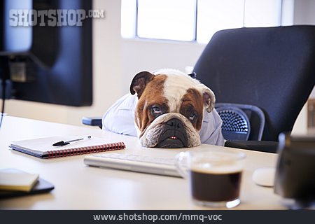 
                Müde, Schreibtisch, Englische Bulldogge                   