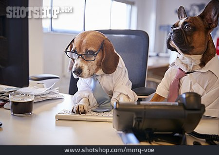 
                Arbeitsplatz, Bulldogge, Kollegen, Beagle                   
