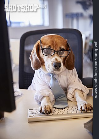 
                Tippen, Beagle, Computerarbeitsplatz                   