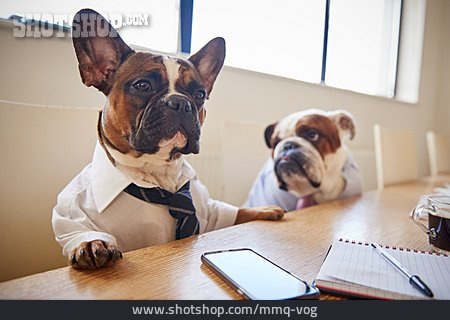 
                Meeting, Geschäftsbesprechung, Bulldogge                   