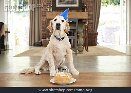 
                Geburtstag, Labrador, Geburtstagskuchen                   