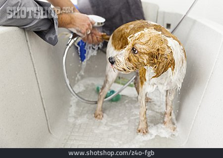 
                Hund, Waschen, Abduschen                   