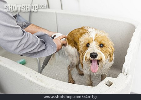 
                Hund, Sauberkeit, Waschen                   