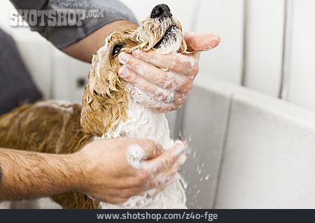 
                Hund, Waschen, Shampoo, Einseifen                   