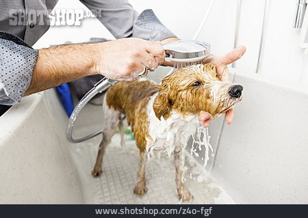 
                Hund, Waschen, Hygiene, Abduschen                   