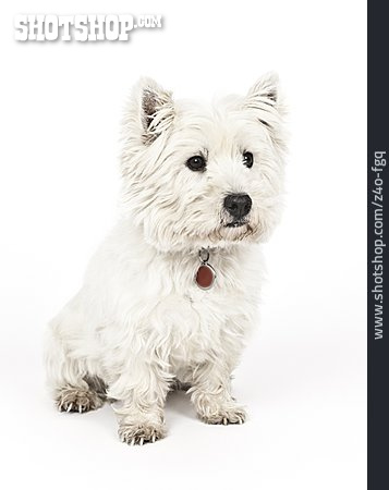 
                West Highland White Terrier                   